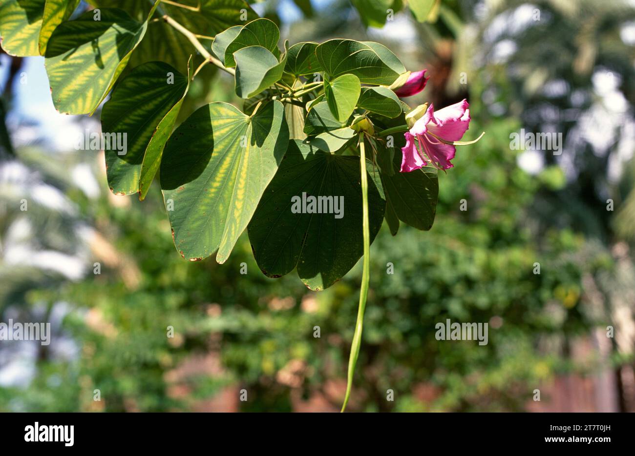 Orchid tree or mountain ebony (Bahuinia variegata) is a deciduous tree native to southern Asia. Flower, fruit and leaves detail. Stock Photo