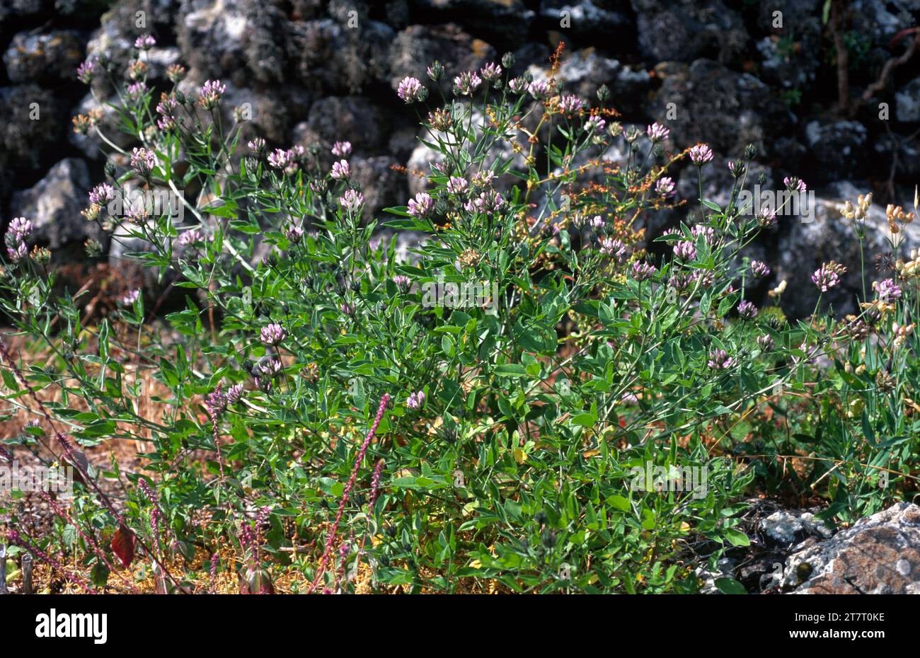 Arabian pea or pitch trefoil (Bituminaria bituminosa or Psoralea bituminosa) is a perennial herb native to Mediterranean basin and Canary Islands. Stock Photo