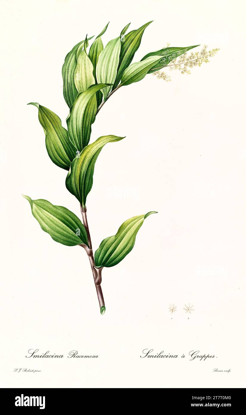 Old illustration of False Solomon's Seal (Maianthemum racemosum). Les Liliacées, By P. J. Redouté. Impr. Didot Jeune, Paris, 1805 - 1816 Stock Photo