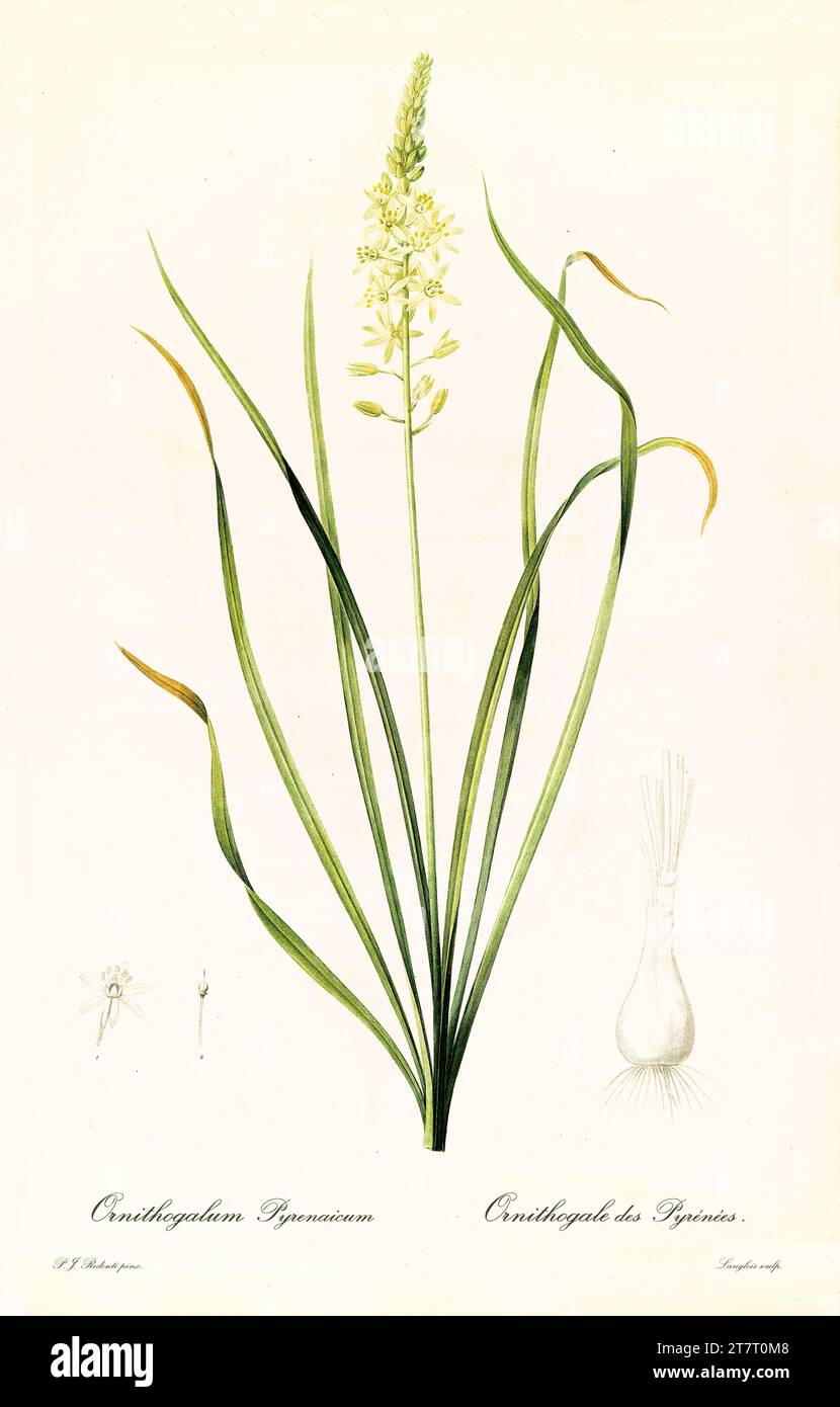 Old illustration of Prussian Asparagus (Ornithogalum pyrenaicum). Les Liliacées, By P. J. Redouté. Impr. Didot Jeune, Paris, 1805 - 1816 Stock Photo