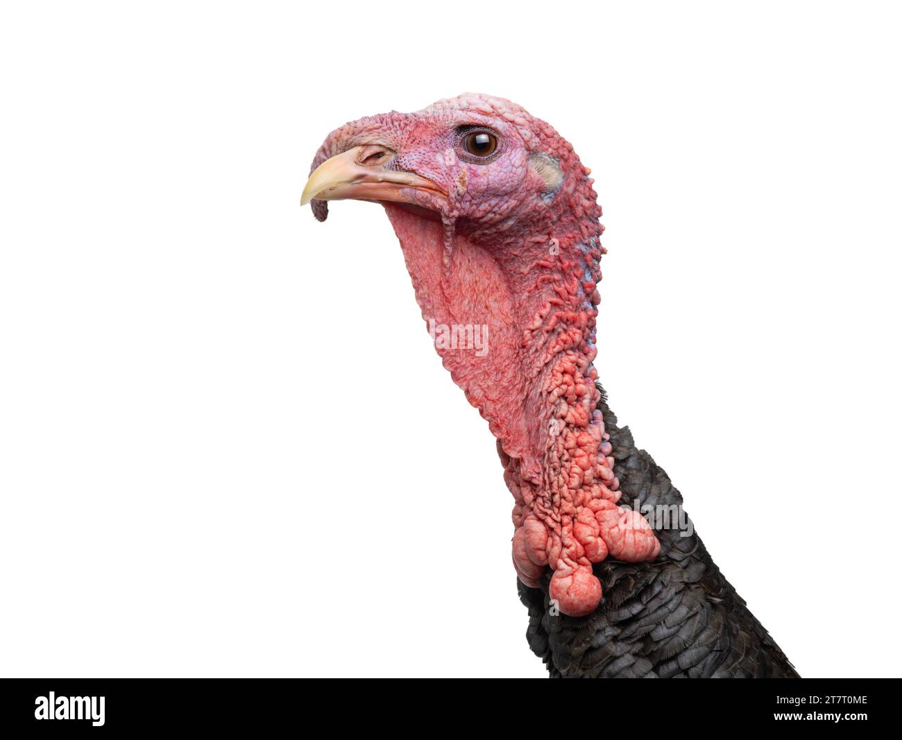 portrait bronze male turkey isolated on a white background Stock Photo