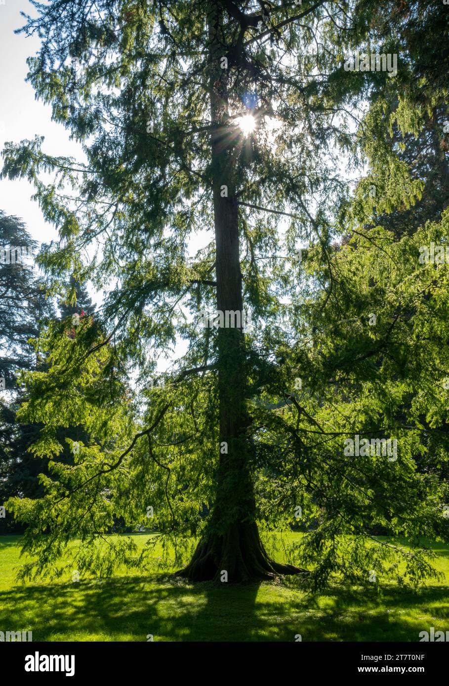 Arboretum, tree collection in the park on the island of Mainau, Lake Constance, Baden-Württemberg, Germany, Europe Stock Photo