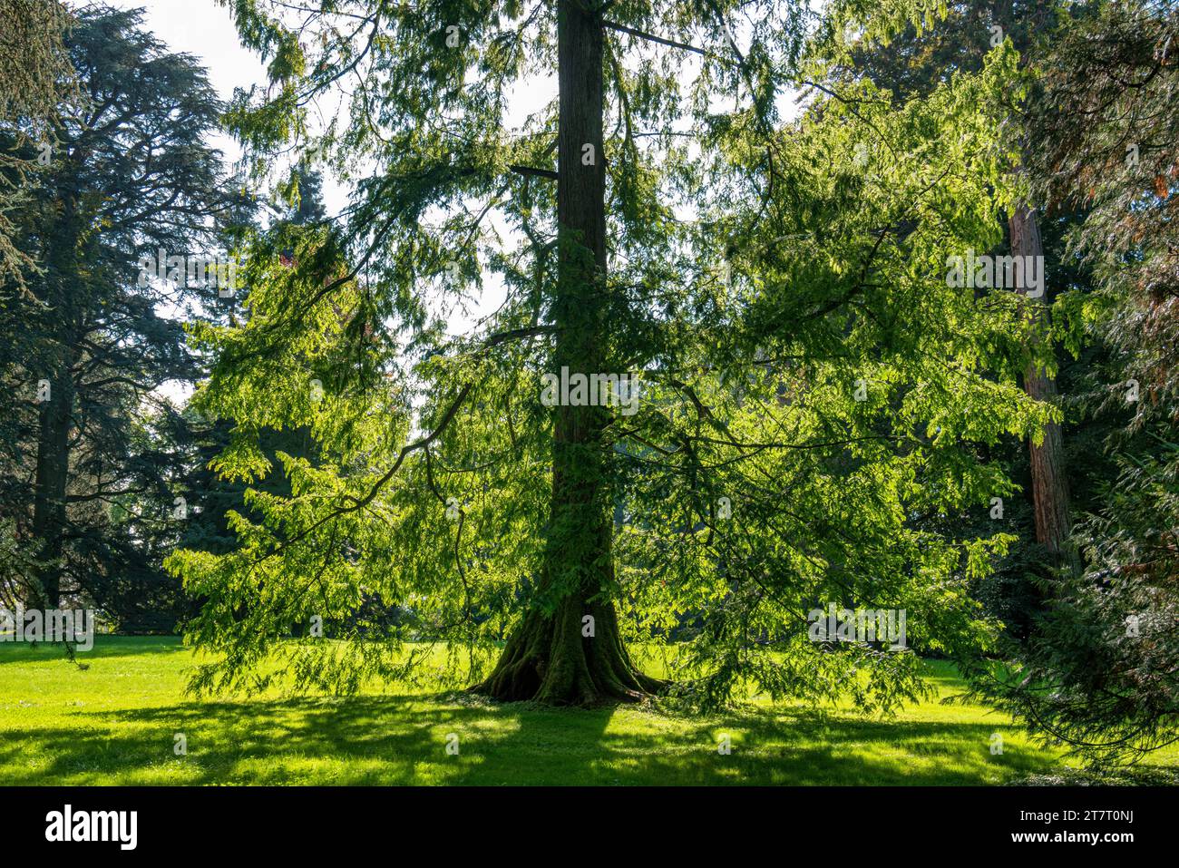 Arboretum, tree collection in the park on the island of Mainau, Lake Constance, Baden-Württemberg, Germany, Europe Stock Photo