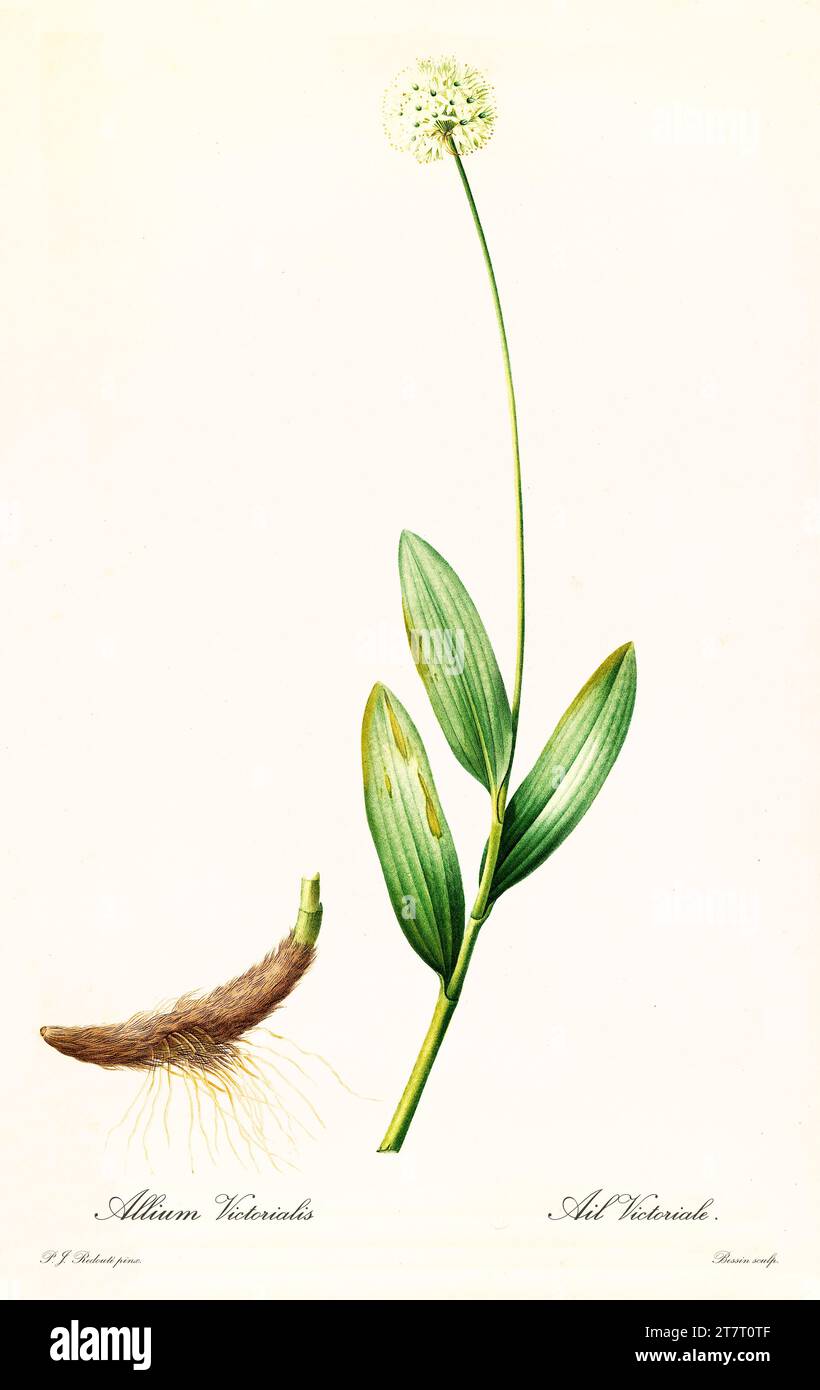 Old illustration of Victory Onion (Allium victorialis). Les Liliacées, By P. J. Redouté. Impr. Didot Jeune, Paris, 1805 - 1816 Stock Photo