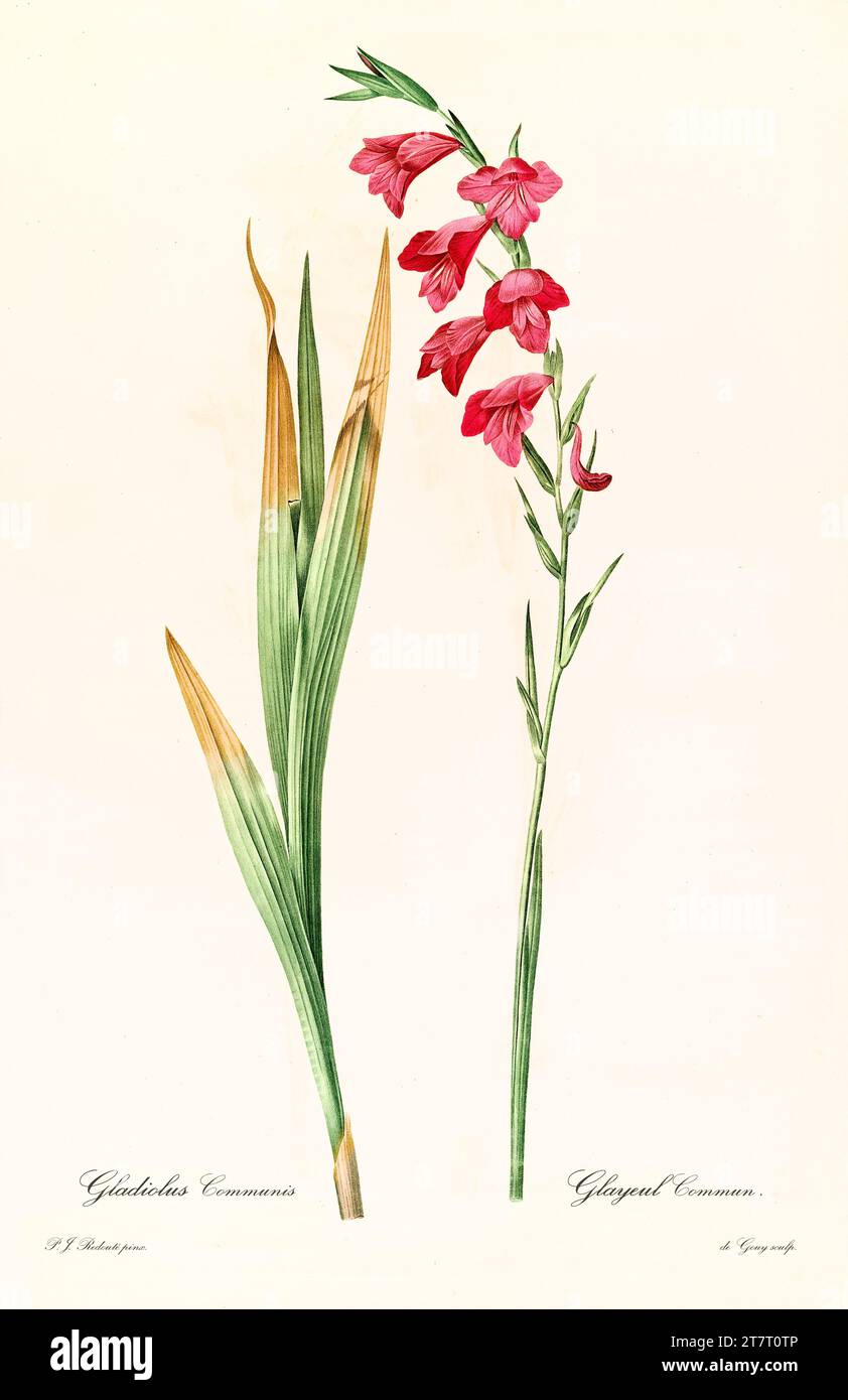 Old illustration of Common Corn Flag (Gladiolus communis). Les Liliacées, By P. J. Redouté. Impr. Didot Jeune, Paris, 1805 - 1816 Stock Photo