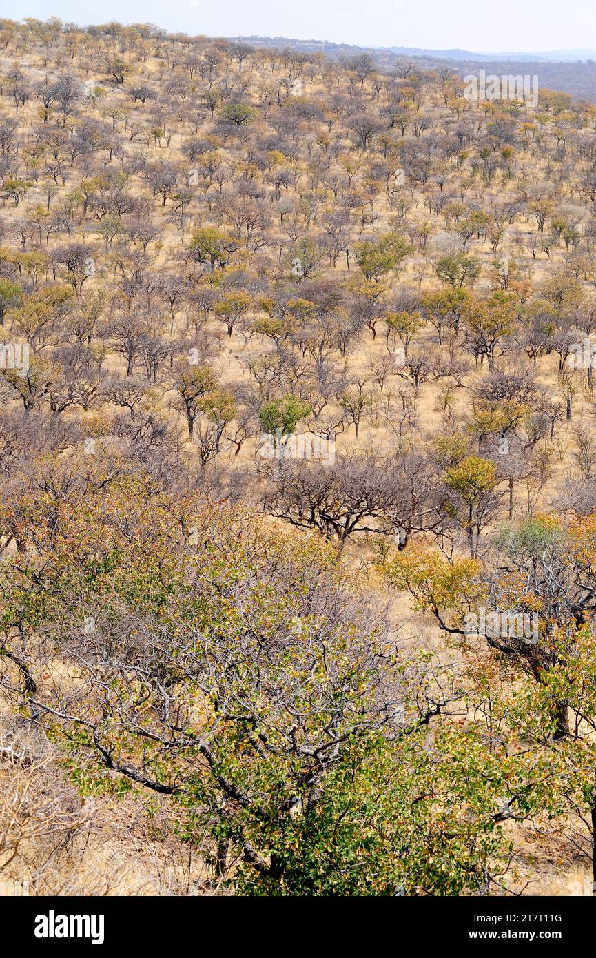 Mopane or mopani (Colophospermum mopane) is a deciduous tree native to southern Africa. This photo was taken in Etosha, Namibia. Stock Photo