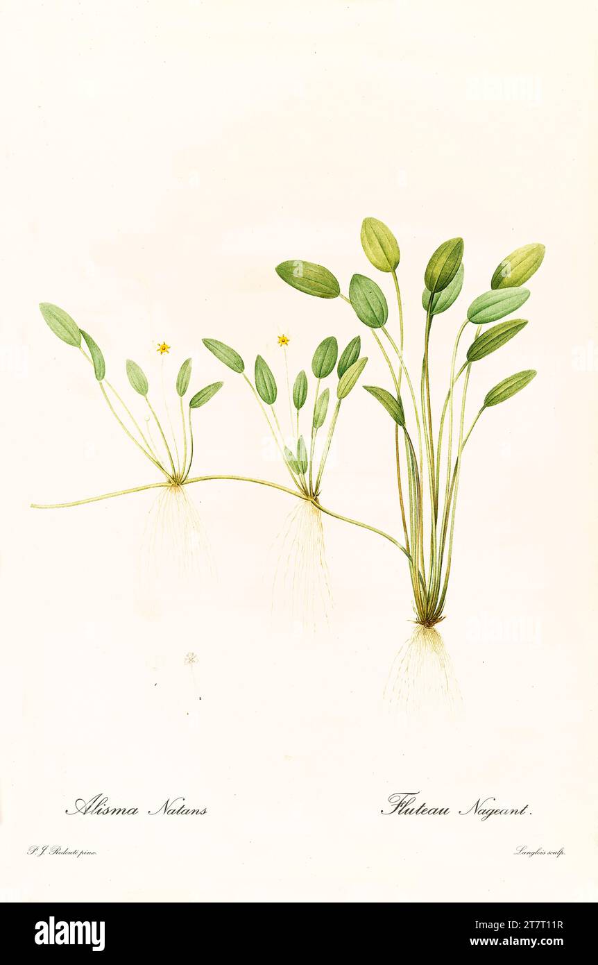 Old illustration of  Water Plantain (Luronium natans). Les Liliacées, By P. J. Redouté. Impr. Didot Jeune, Paris, 1805 - 1816 Stock Photo