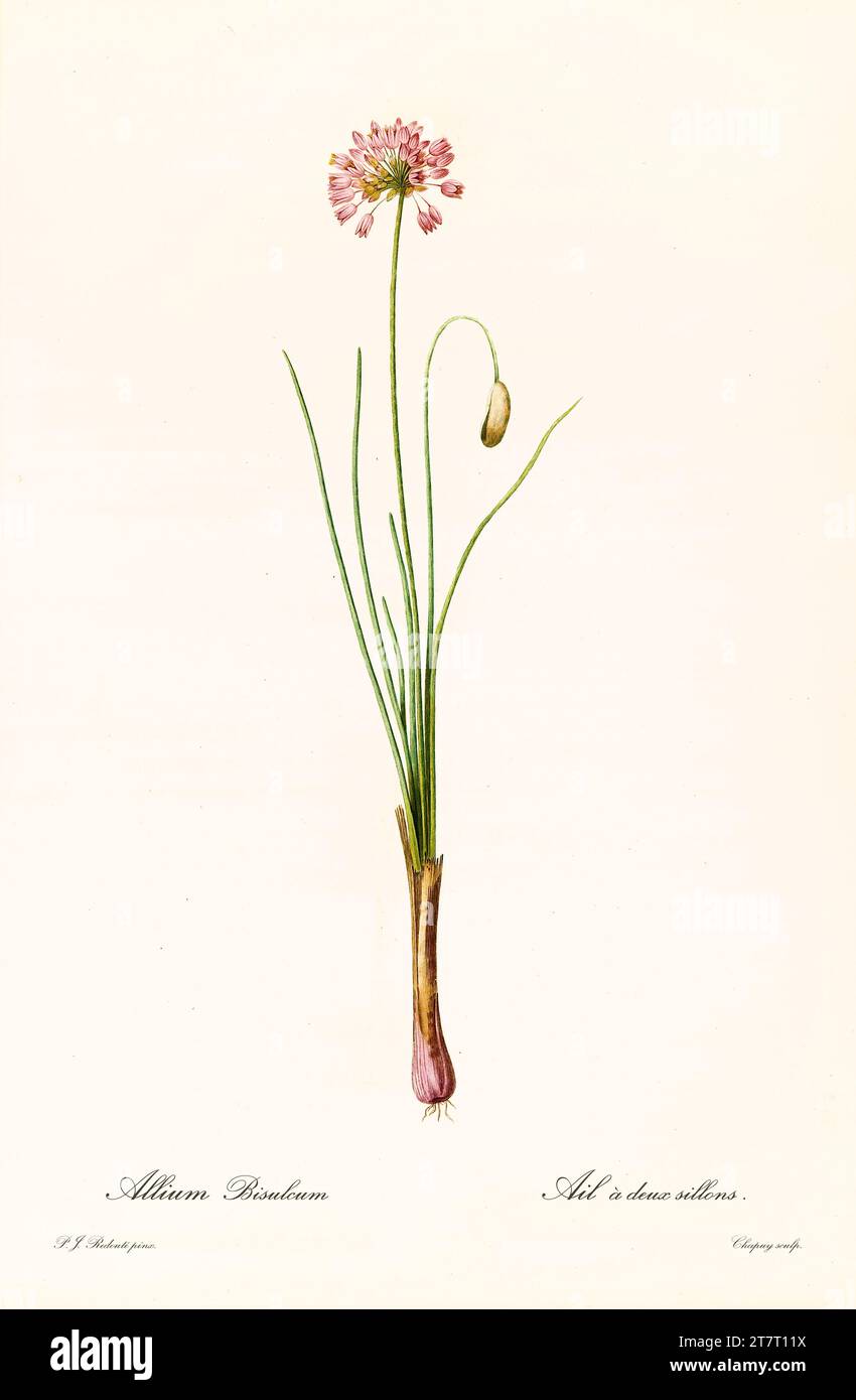 Old illustration of  Prairie Onion (Allium stellerianum). Les Liliacées, By P. J. Redouté. Impr. Didot Jeune, Paris, 1805 - 1816 Stock Photo