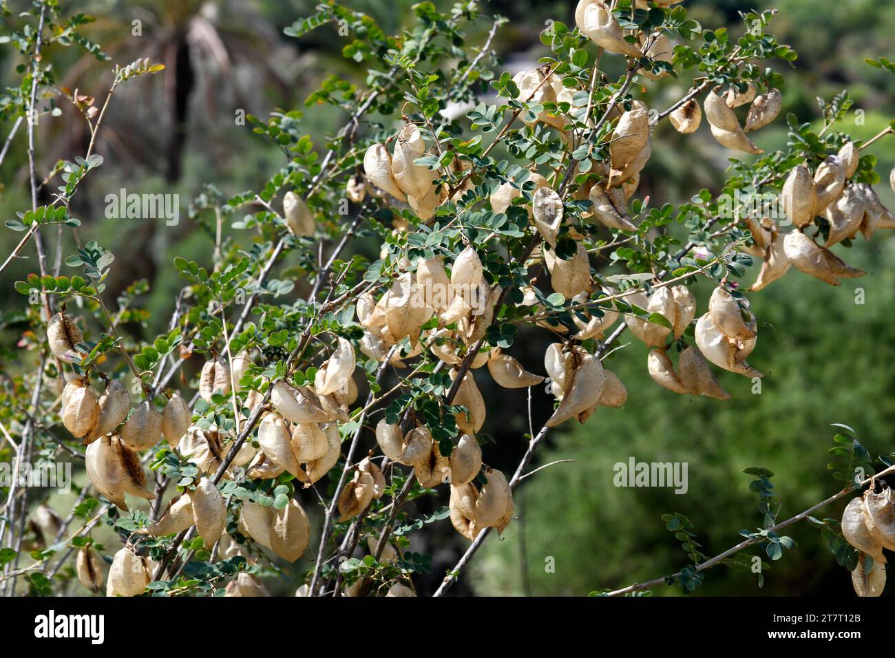 Bladder-senna (Colutea arborescens atlantica) is a deciduous shrub native to part of Europe and northwestern Africa. Fruits (legumes) detail. Stock Photo