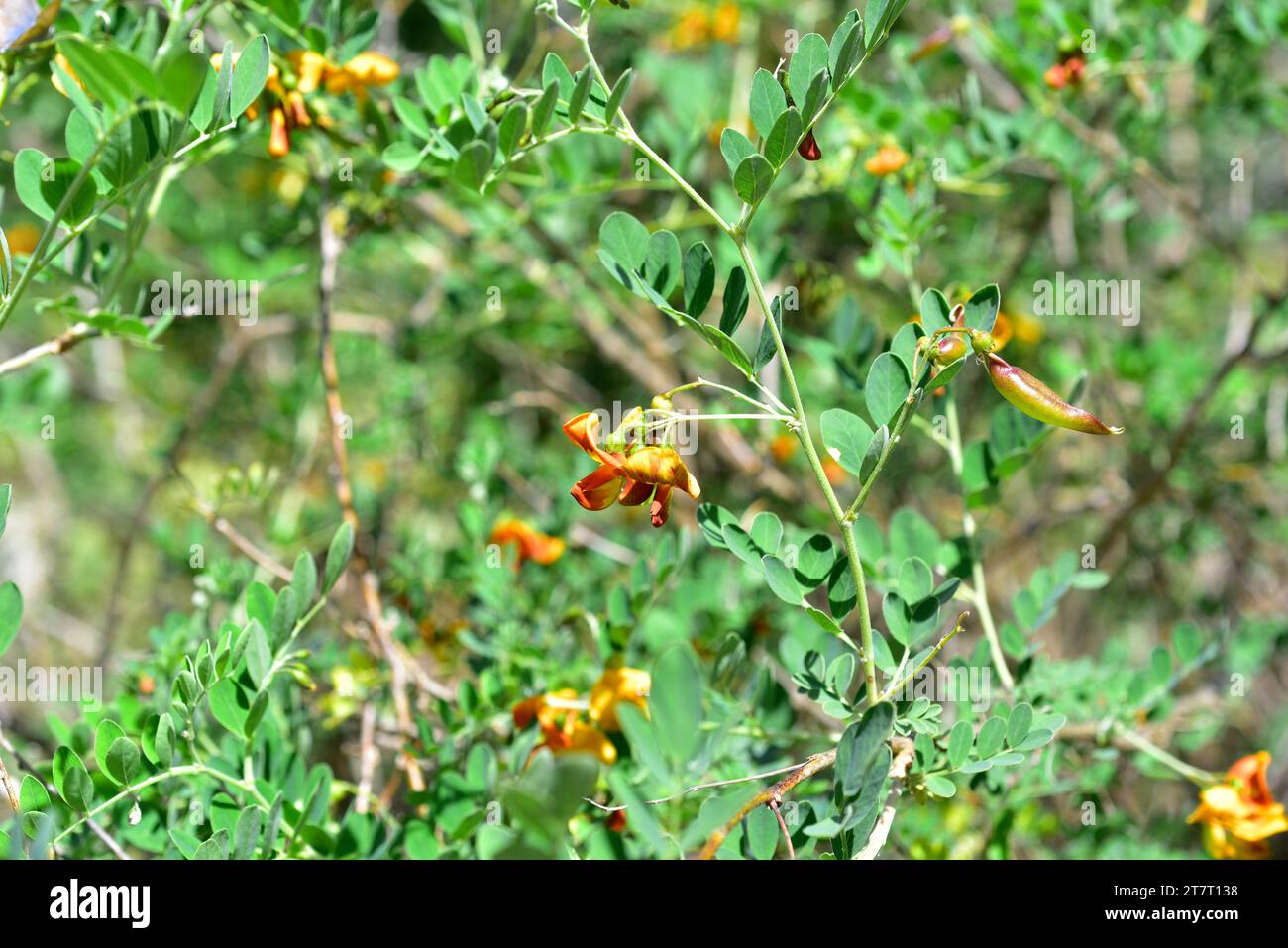 Bladder-senna (Colutea orientalis) is a deciduous shrub native to eastern Europe. Blooming shrub. Stock Photo