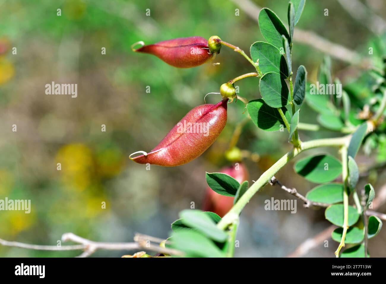 Bladder-senna (Colutea orientalis) is a deciduous shrub native to eastern Europe. Fruits (legumes). Stock Photo