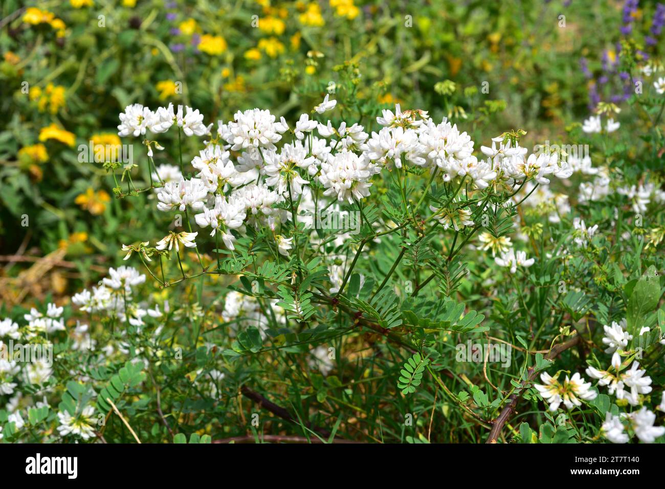 White crownvetch (Coronilla globosa or Securigera globosa) is a shrub endemic to Crete, Greece. Blooming plant. Stock Photo