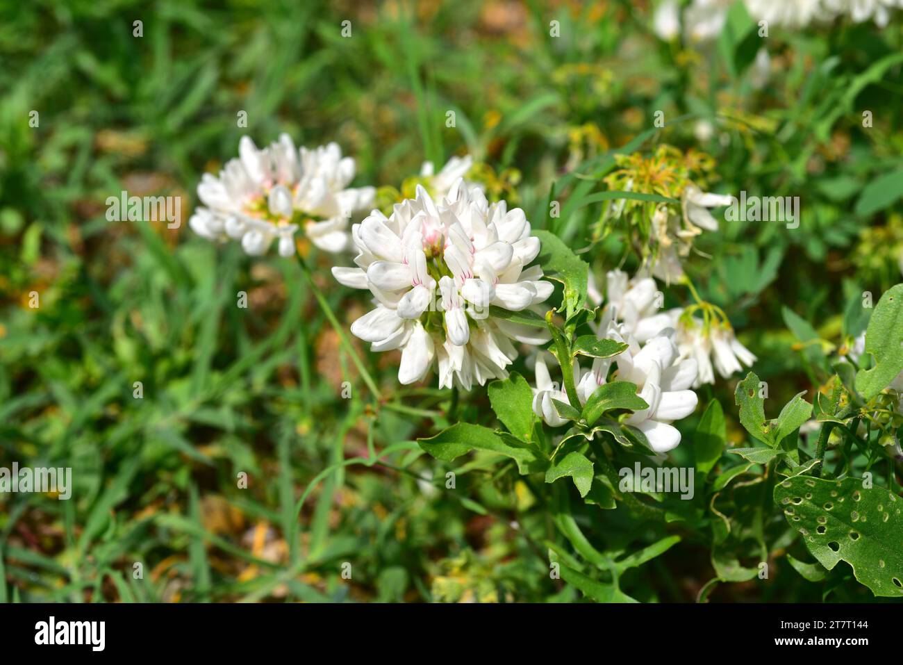 White crownvetch (Coronilla globosa or Securigera globosa) is a shrub endemic to Crete, Greece. Blooming plant. Stock Photo