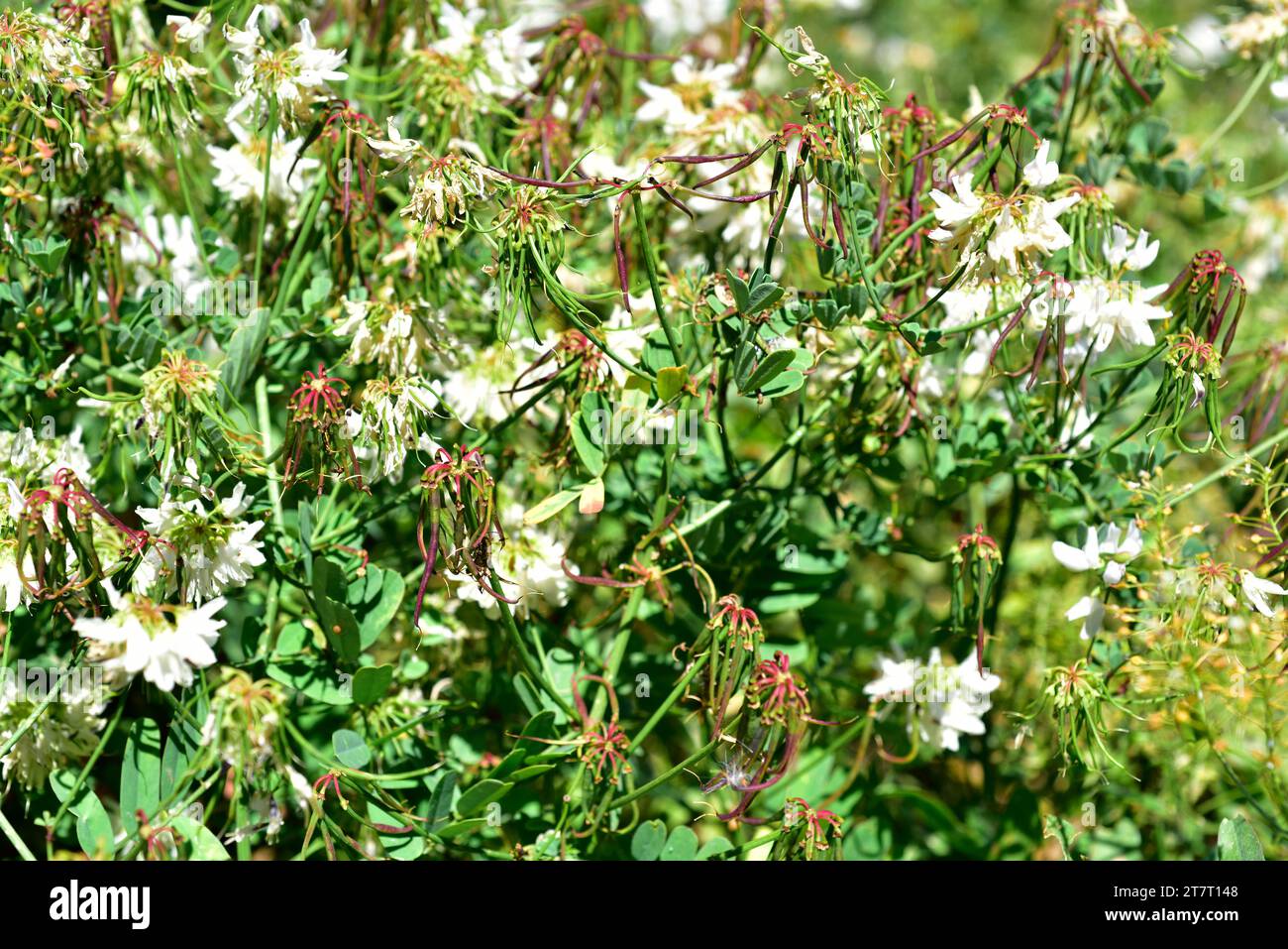 White crownvetch (Coronilla globosa or Securigera globosa) is a shrub endemic to Crete, Greece. Flowers and fruits (legumes). Stock Photo