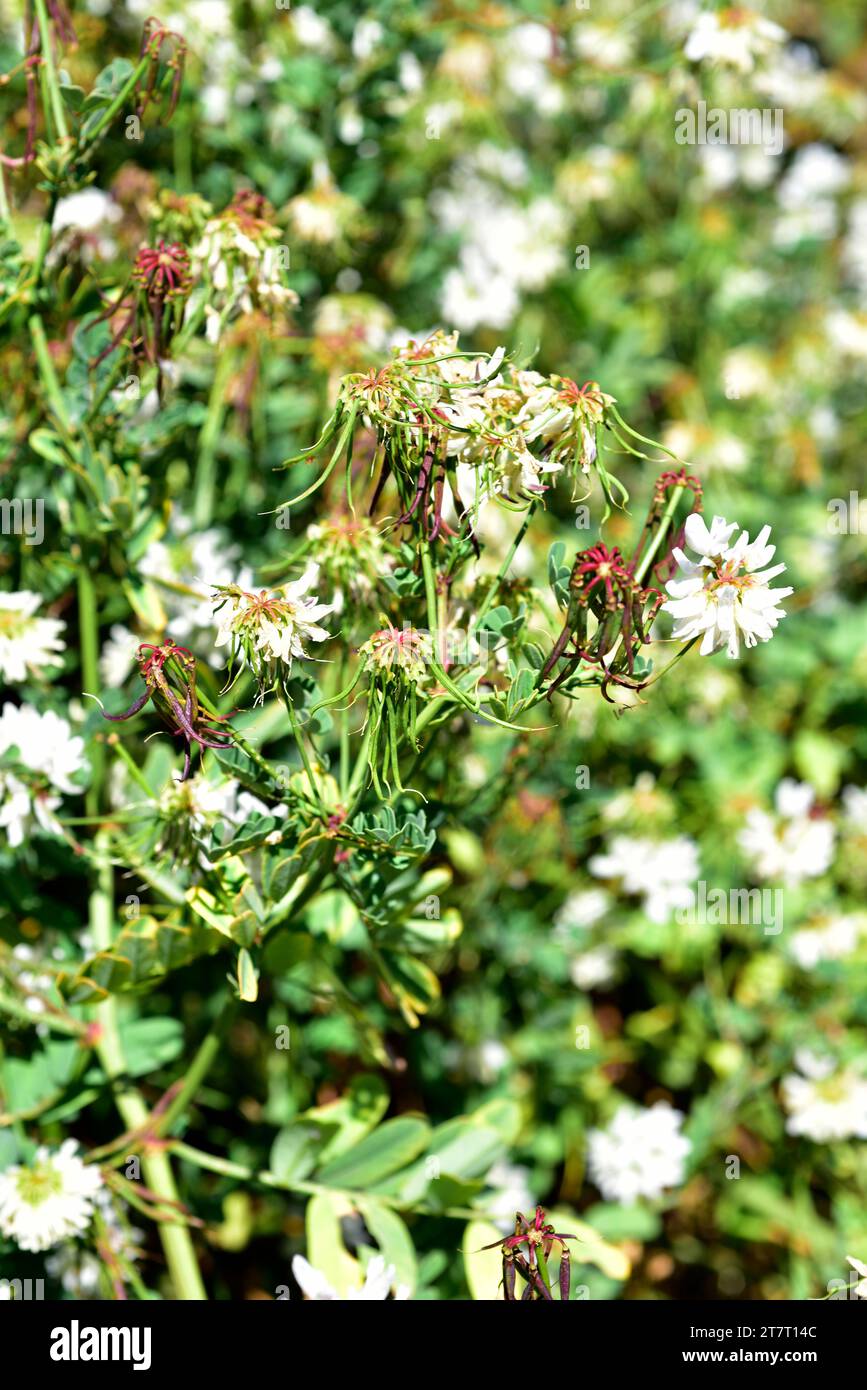 White crownvetch (Coronilla globosa or Securigera globosa) is a shrub endemic to Crete, Greece. Flowers and fruits (legumes). Stock Photo