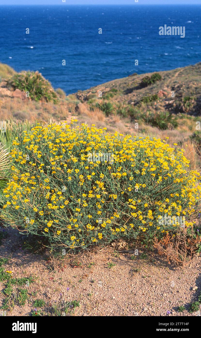 Coronilla de hoja fina (Coronilla juncea) is a shrub native to western Mediterranean. This photo was taken in Cabo de Gata Natural Park, Almeria, Anda Stock Photo