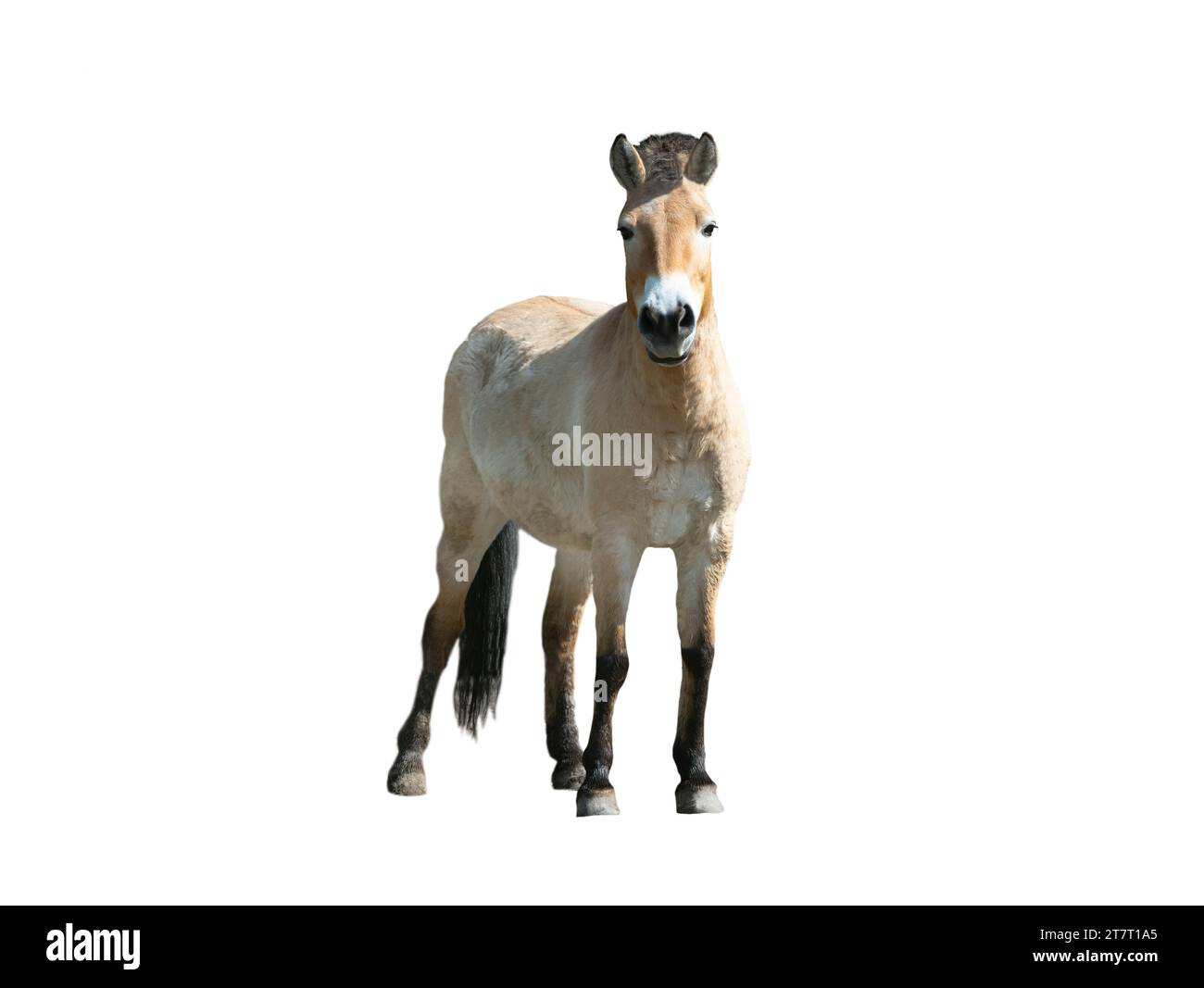 Prozhevalsky's horse isolated on white background Stock Photo