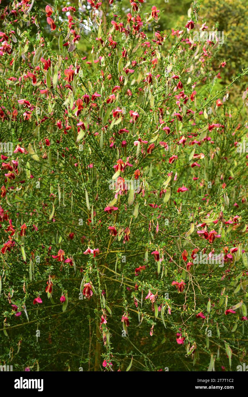Common broom (Cytisus scoparius or Sarothamnus scoparius) is a deciduous shrub native to Europe an naturalized in many others regions. The wild especi Stock Photo