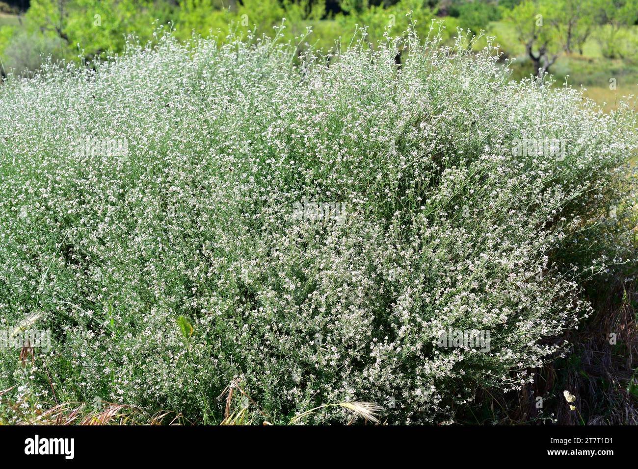 Boja blanca (Dorycnium pentaphyllum) is a perennial herb native to Mediterranean region. This photo was taken in Adahuesca, Huesca, Aragon, Spain. Stock Photo