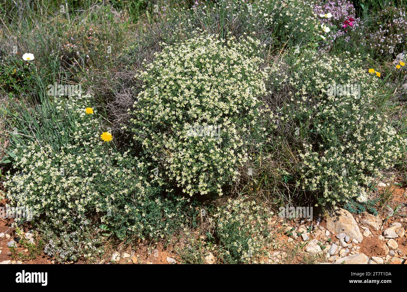 Boja blanca (Dorycnium pentaphyllum) is a perennial herb native to Mediterranean region. This photo was taken in Garraf Natural Park, Barcelona, Catal Stock Photo