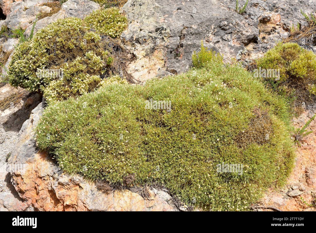 Piorno hi-res stock photography and images - Page 2 - Alamy