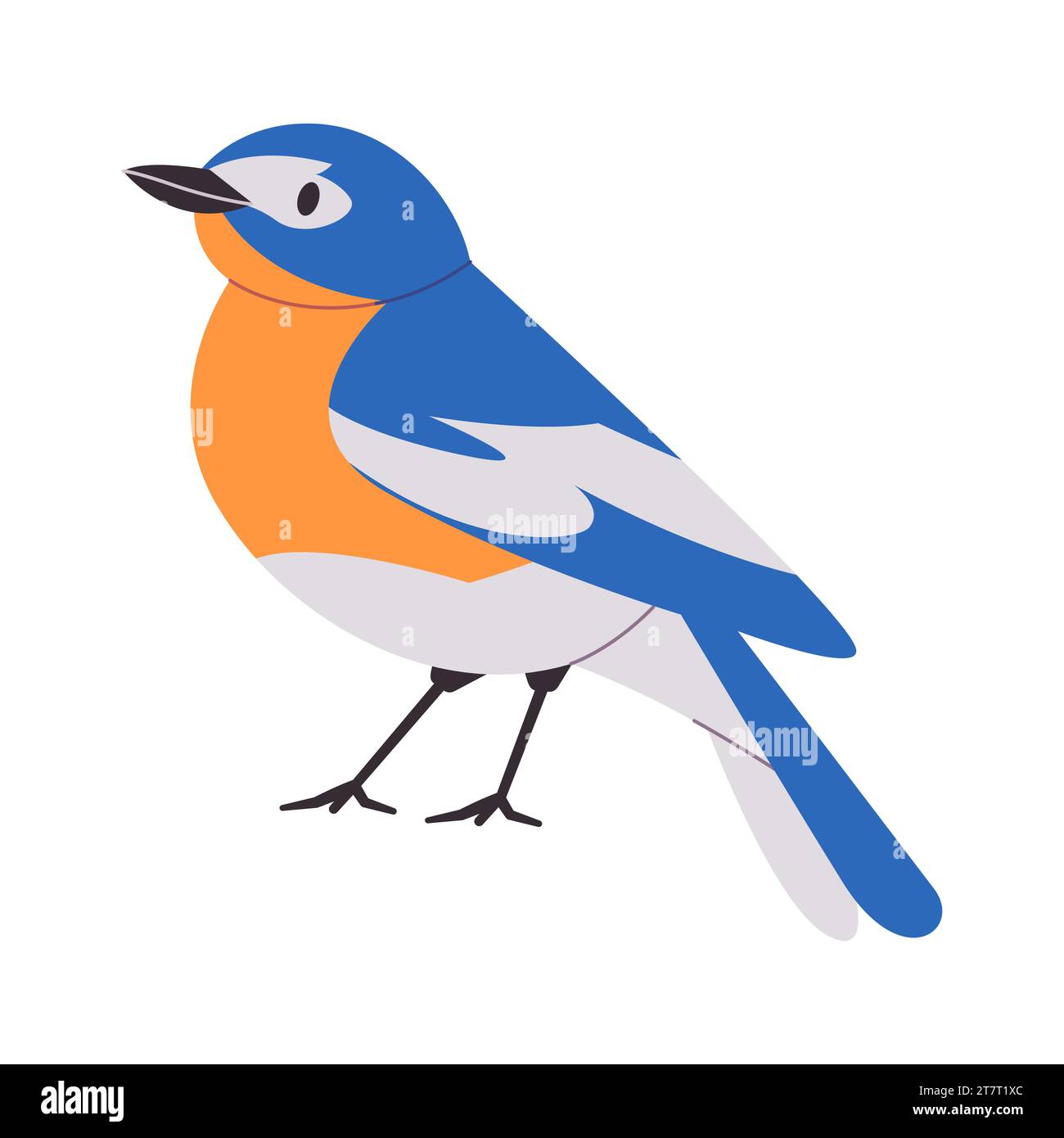 mountain bluebird with orange and white color small beautiful wild nature animal songbird live in north america Stock Vector