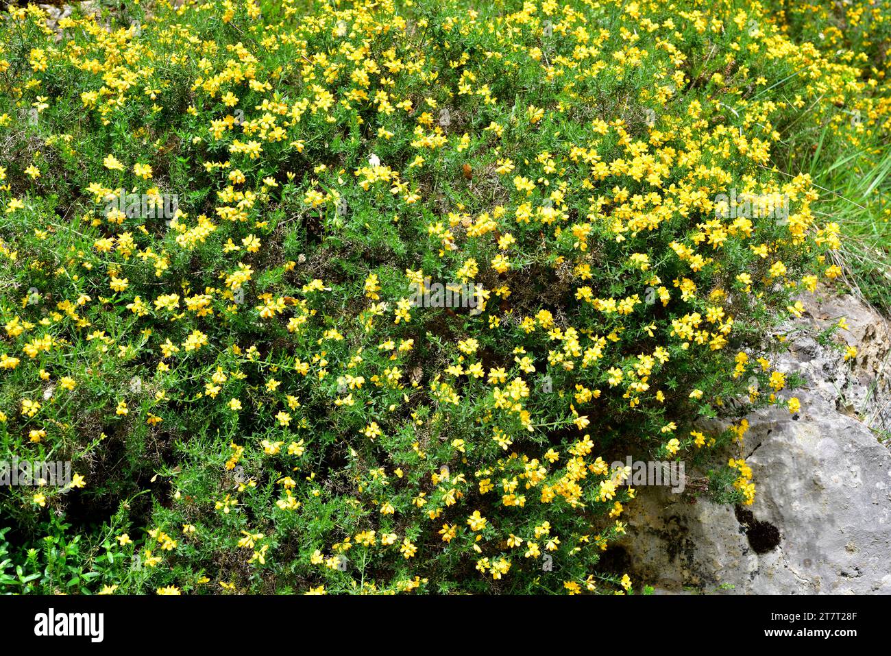 Spanish broom or spanish gorse (Genista hispanica) is a spiny shrub