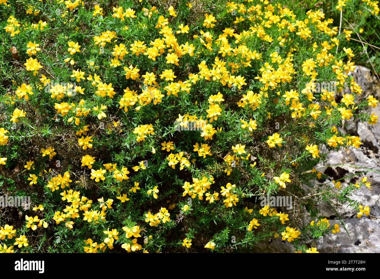 Spanish broom or spanish gorse (Genista hispanica) is a spiny shrub