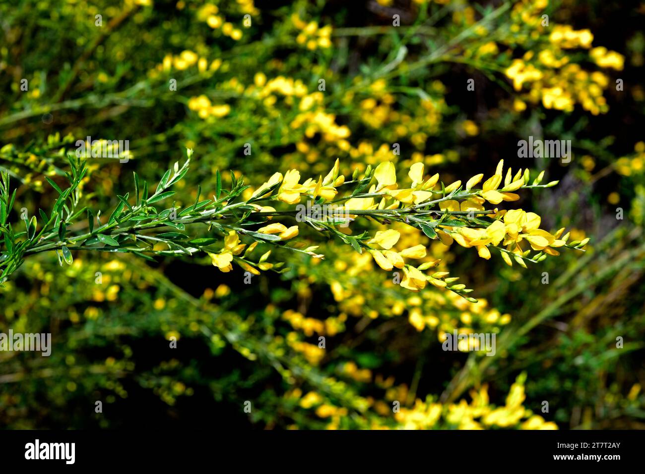 Dyer's broom or dyer's greenweed (Genista tinctoria) is a medicinal ...