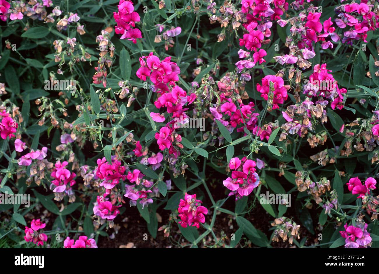 Everlasting sweet pea (Lathyrus grandiflorus) is a climbing perennial