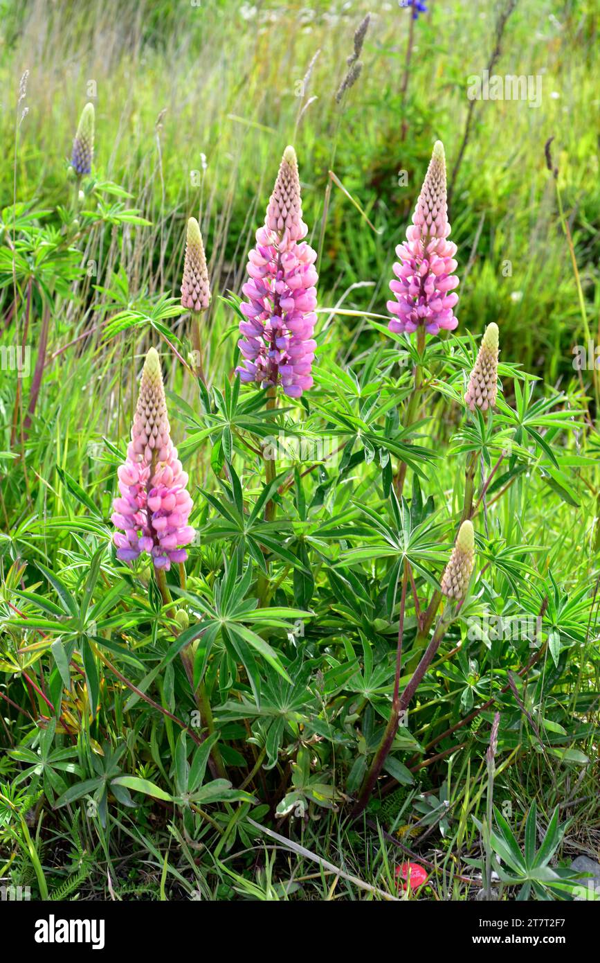 Big-leaved lupine (Lupinus polyphyllus) is a perennial herb native to northwestern America and naturalized in South America and Europe. This photo was Stock Photo
