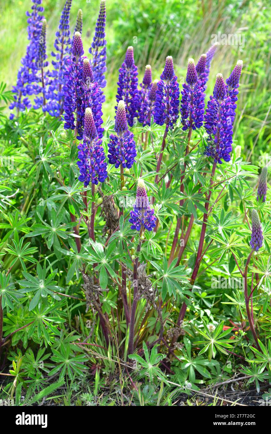 Big-leaved lupine (Lupinus polyphyllus) is a perennial herb native to northwestern America and naturalized in South America and Europe. This photo was Stock Photo