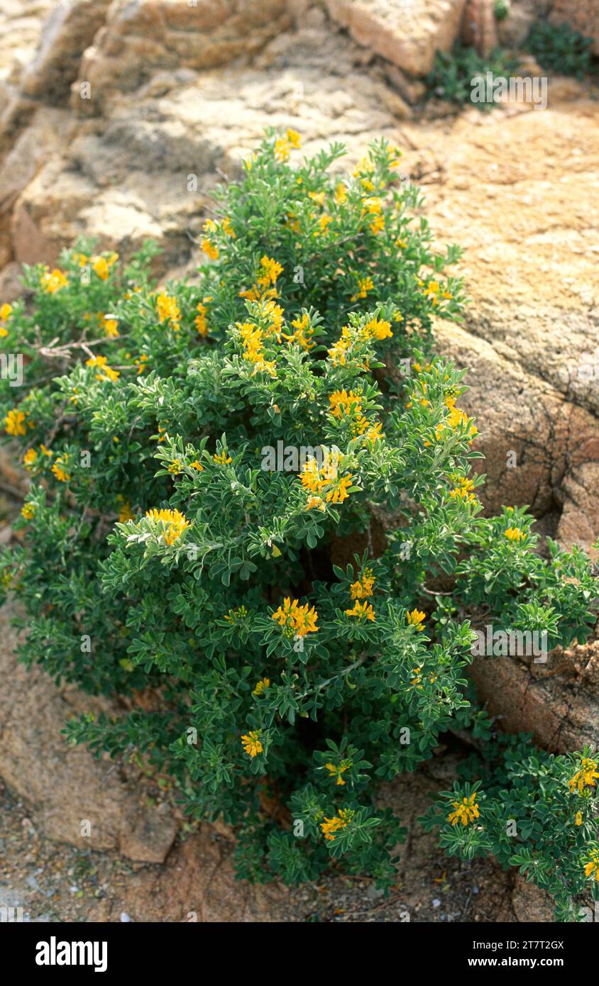 Alfalfa arborea (Medicago arborea) is a shrub native to Mediterranean basin. This photo was taken in Begur coast, Girona, Catalonia, Spain. Stock Photo