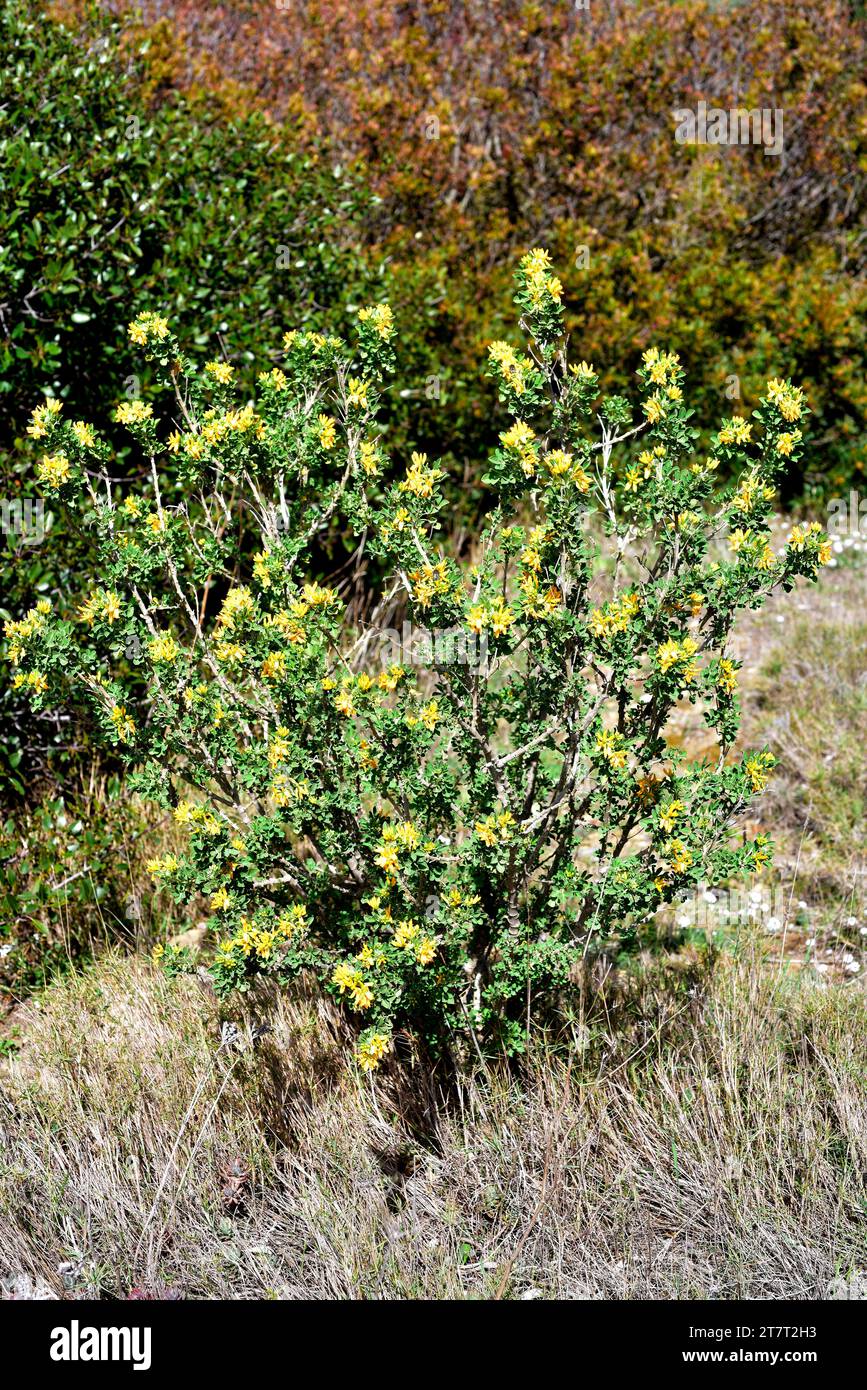 Alfalfa arborea (Medicago arborea) is a shrub native to Mediterranean basin. This photo was taken in Cap Ras, Girona, Catalonia, Spain. Stock Photo