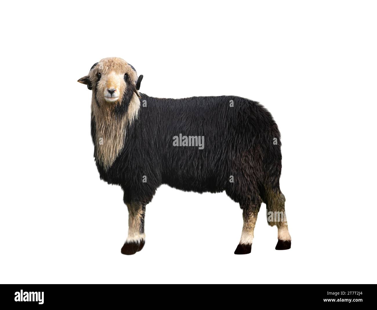 black sheep isolated on white background Stock Photo