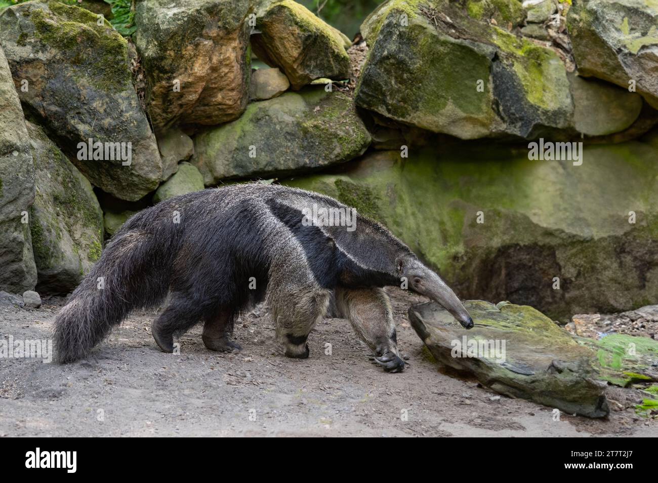 anteater, Myrmecophaga tridactyla background of stones Stock Photo