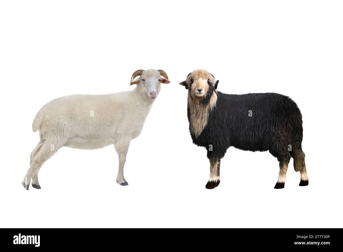 sheeps isolated on white background Stock Photo - Alamy