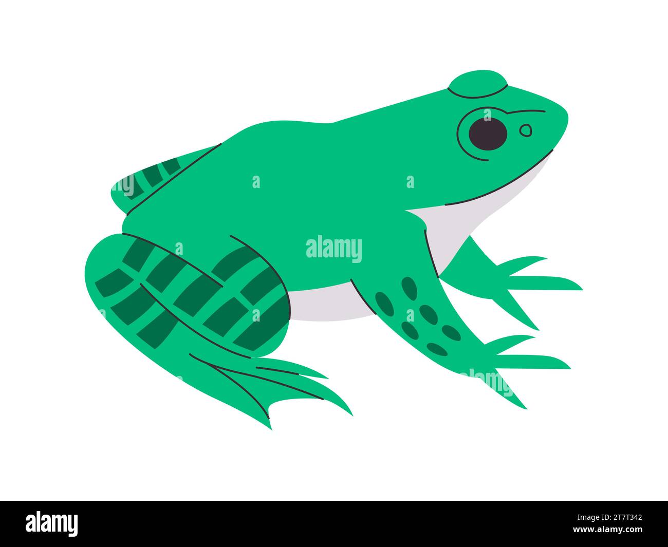 green color frog environment wild nature amphibian sticky small