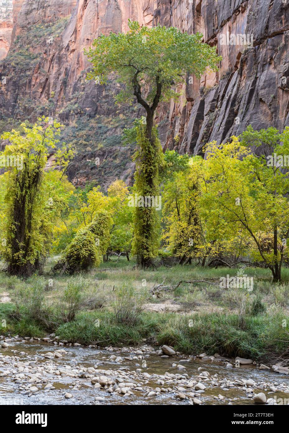 Autumn colors on the Riverside Walk and Virgin river, in Zion National Park, near Springdale, Utah. Stock Photo