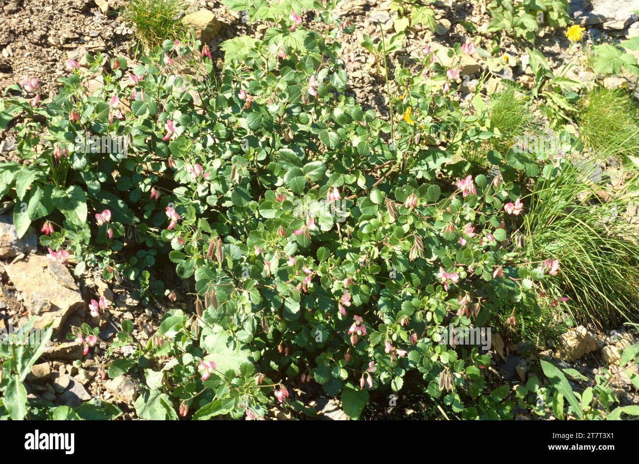Round-leaved restharrow (Ononis rotuntifolia or Ononis tribracteata) is a shrub native to Pyrenees, Alps and Cevennes. This photo was taken in Pedrafo Stock Photo