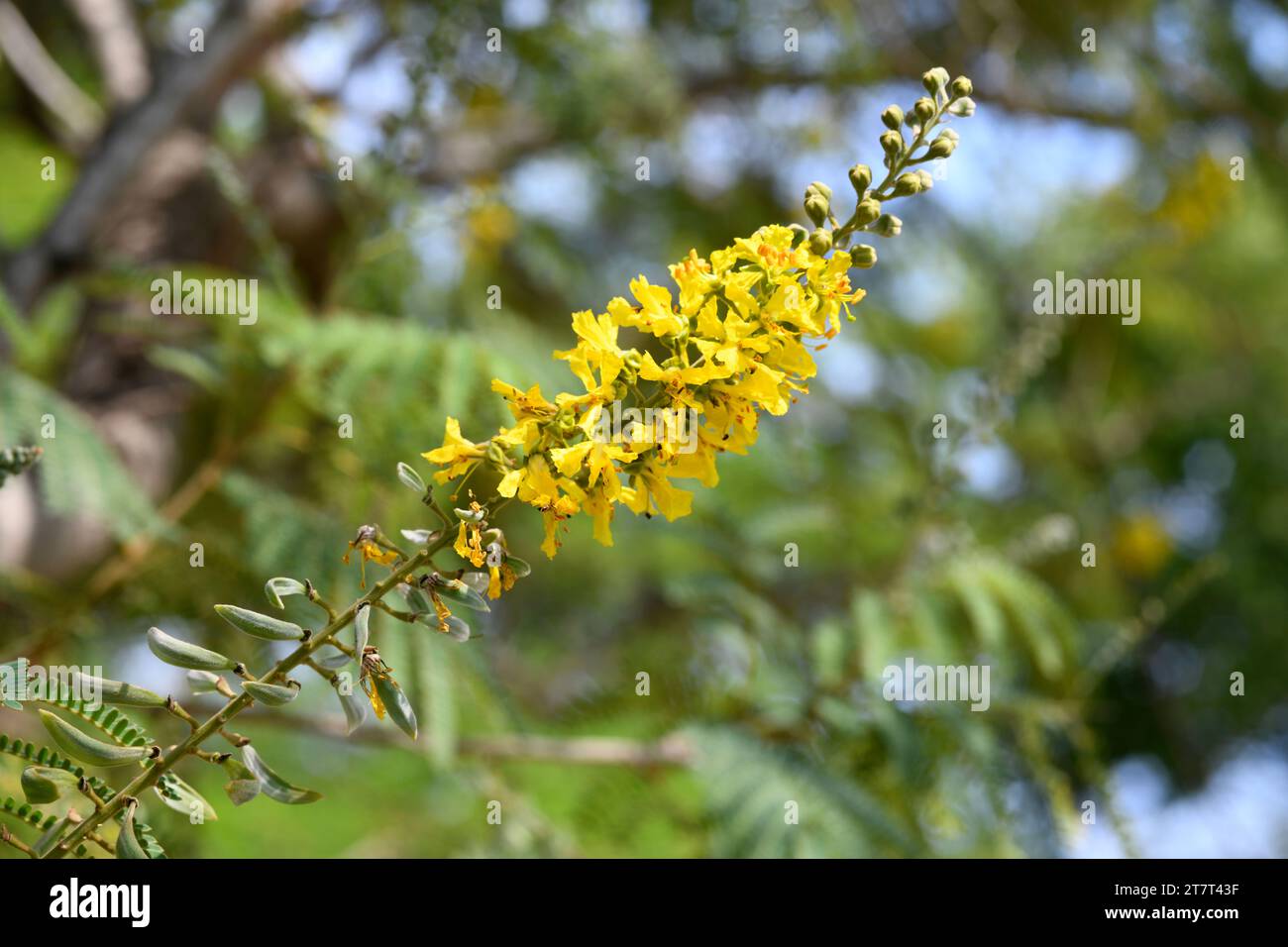 Weeping wattle or african blackwood (Peltophorum africanum) is a deciduous or semi-deciduous tree native to southern Africa. Inflorescence and fruits Stock Photo