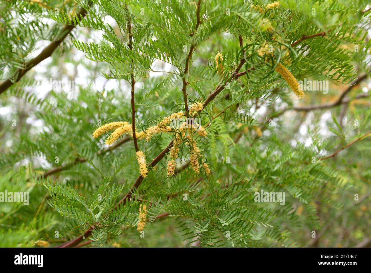 Honey mesquite (Prosopis glandulosa) is a spiny shrub or small tree native to southwestern United States and Mexico. Flowers and fruits detail. Stock Photo