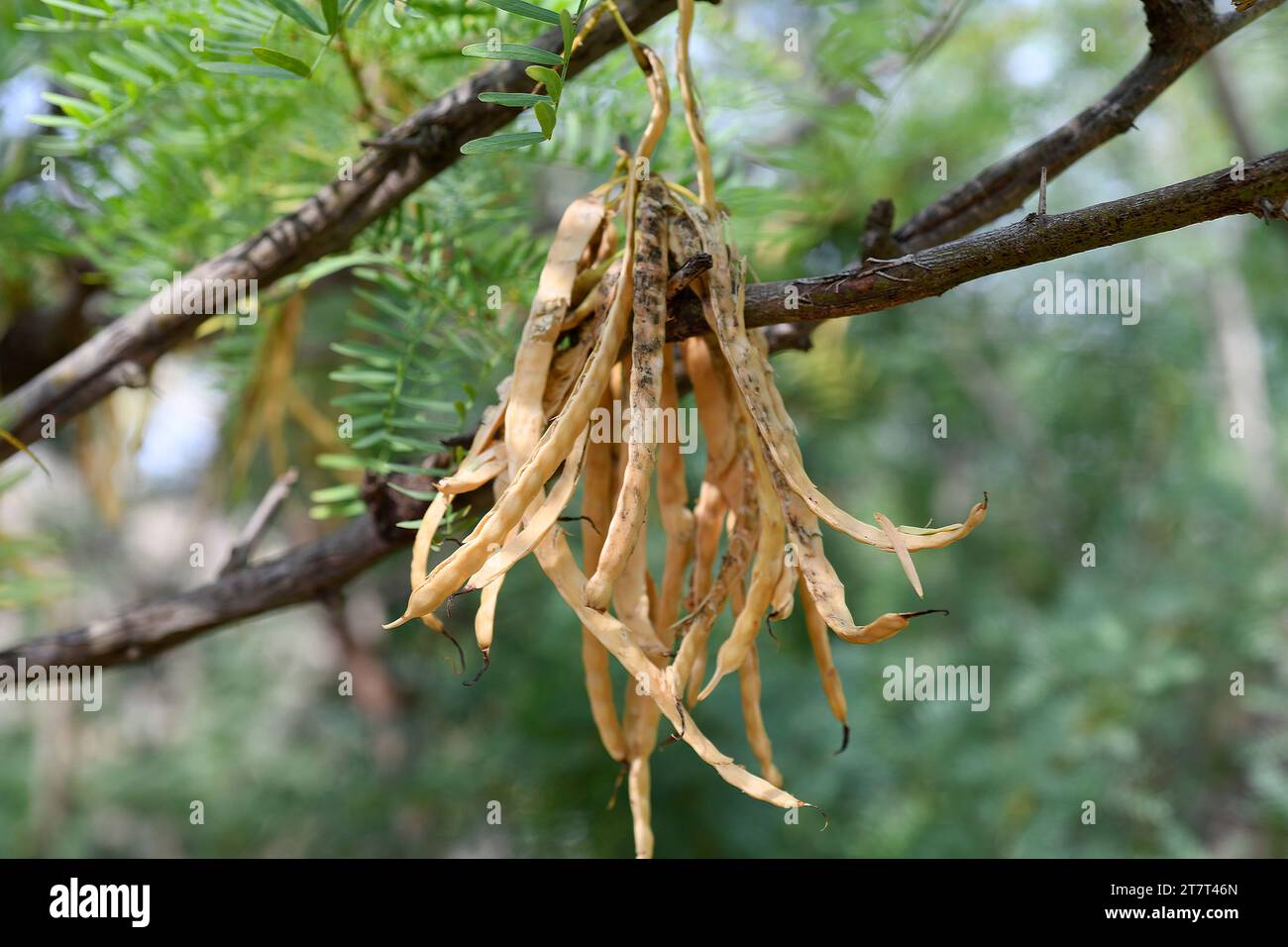 Honey mesquite (Prosopis glandulosa) is a spiny shrub or small tree native to southwestern United States and Mexico. Ripe fruits detail. Stock Photo