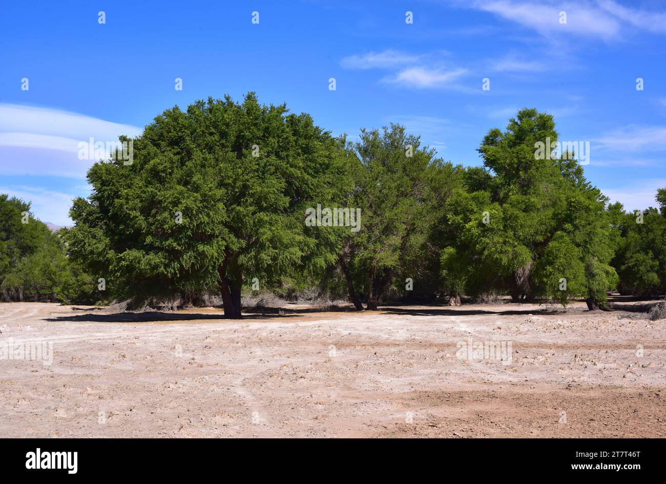 Tamarugo (Prosopis tamarugo) is an halophytic tree endemic to northern Chile. This photo was taken in Tambillo, Atacama Desert, Chile. Stock Photo