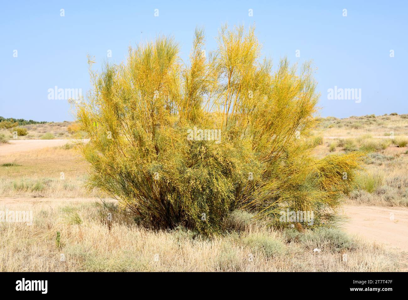 Retama amarilla (Retama sphaerocarpa) is a medicinal shrub native to Iberian Peninsula and northern Africa. This photo was taken in Alcaniz, Teruel, A Stock Photo