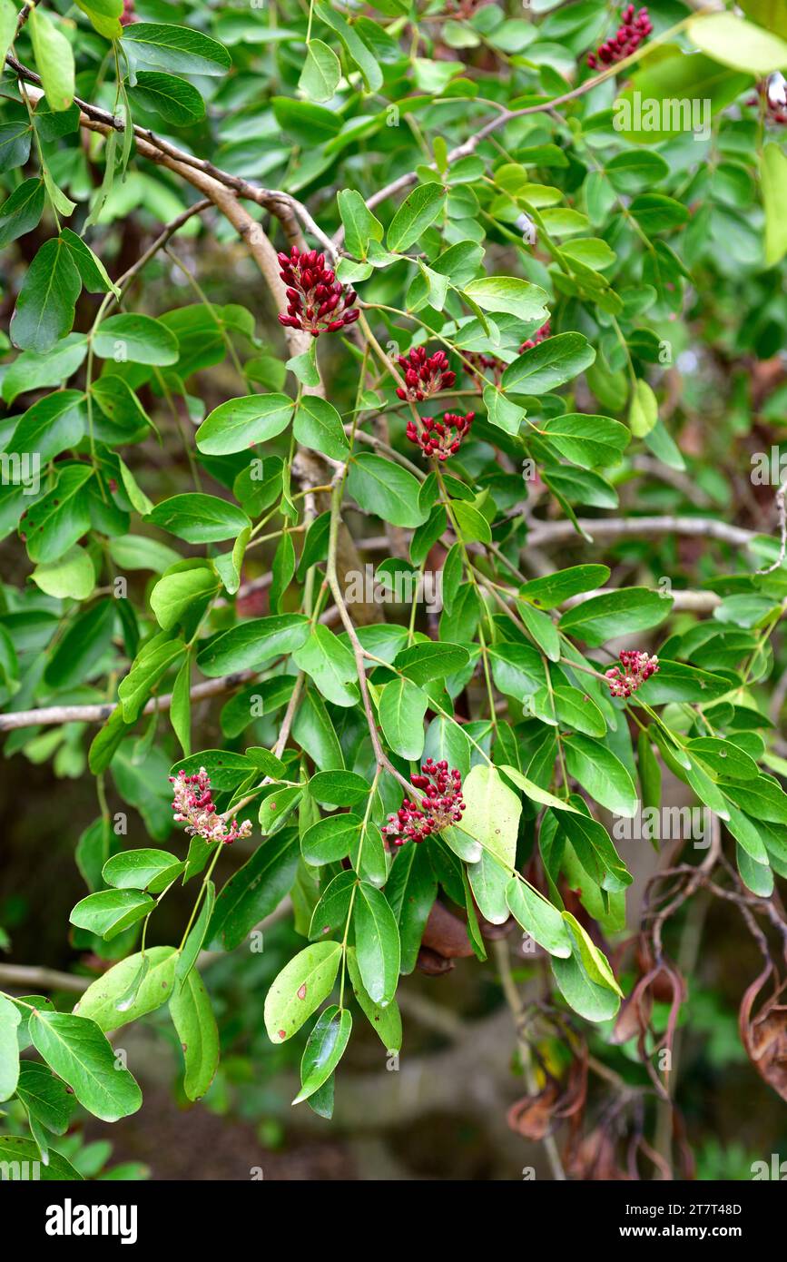 Weeping boer-bean (Schotia brachypetala or Schotia latifolia) is a deciduous tree native to southern Africa. Flower buds and leaves. Stock Photo