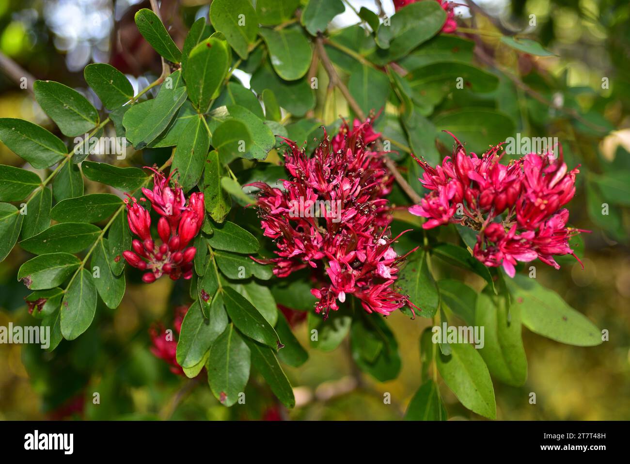Weeping boer-bean (Schotia brachypetala or Schotia latifolia) is a deciduous tree native to southern Africa. Flowers detail. Stock Photo