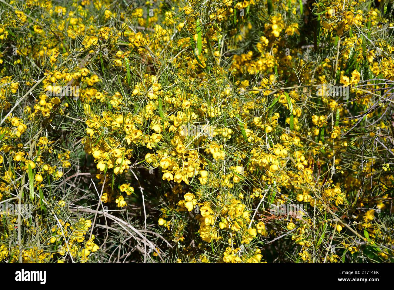 Silver cassia or wormwood cassia (Senna artemisioides) is a shrub endemic to Australia. Stock Photo
