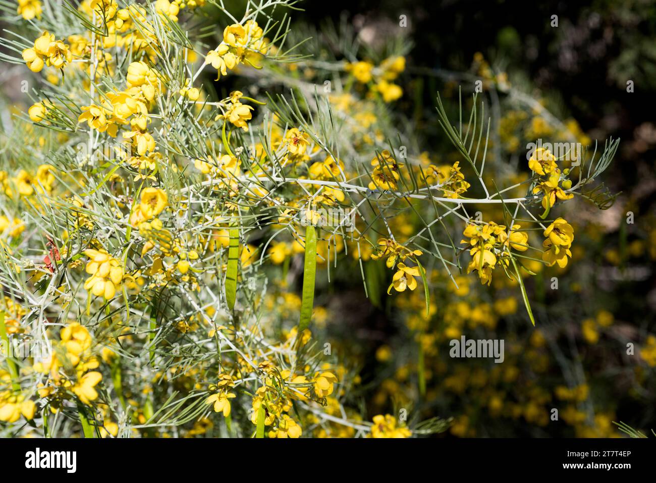 Silver cassia or wormwood cassia (Senna artemisioides) is a shrub endemic to Australia. Stock Photo