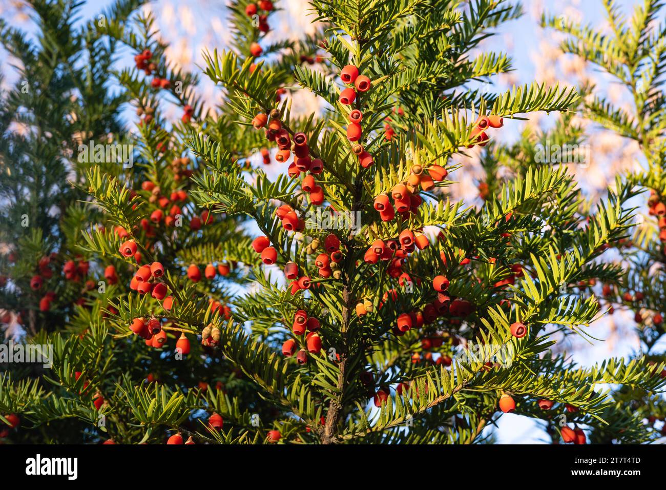 Green branches of berry yew against the blue sky Stock Photo